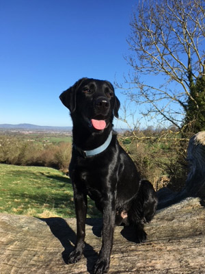 Stroud Road Vets | Gloucester